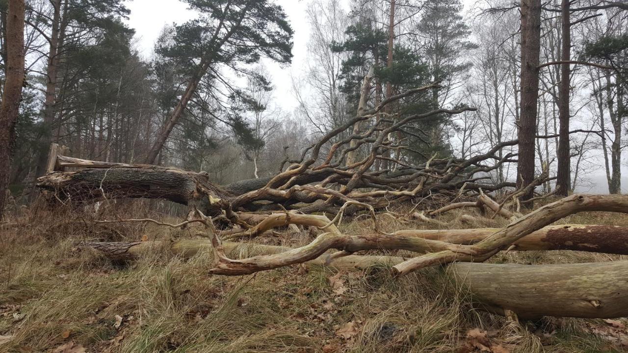 Slowinskie Widoki Domki Flora, Fauna, Noclegi Smoldzinski Las Eksteriør billede