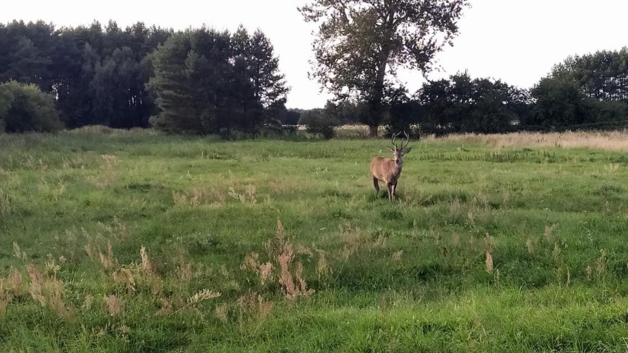 Slowinskie Widoki Domki Flora, Fauna, Noclegi Smoldzinski Las Eksteriør billede