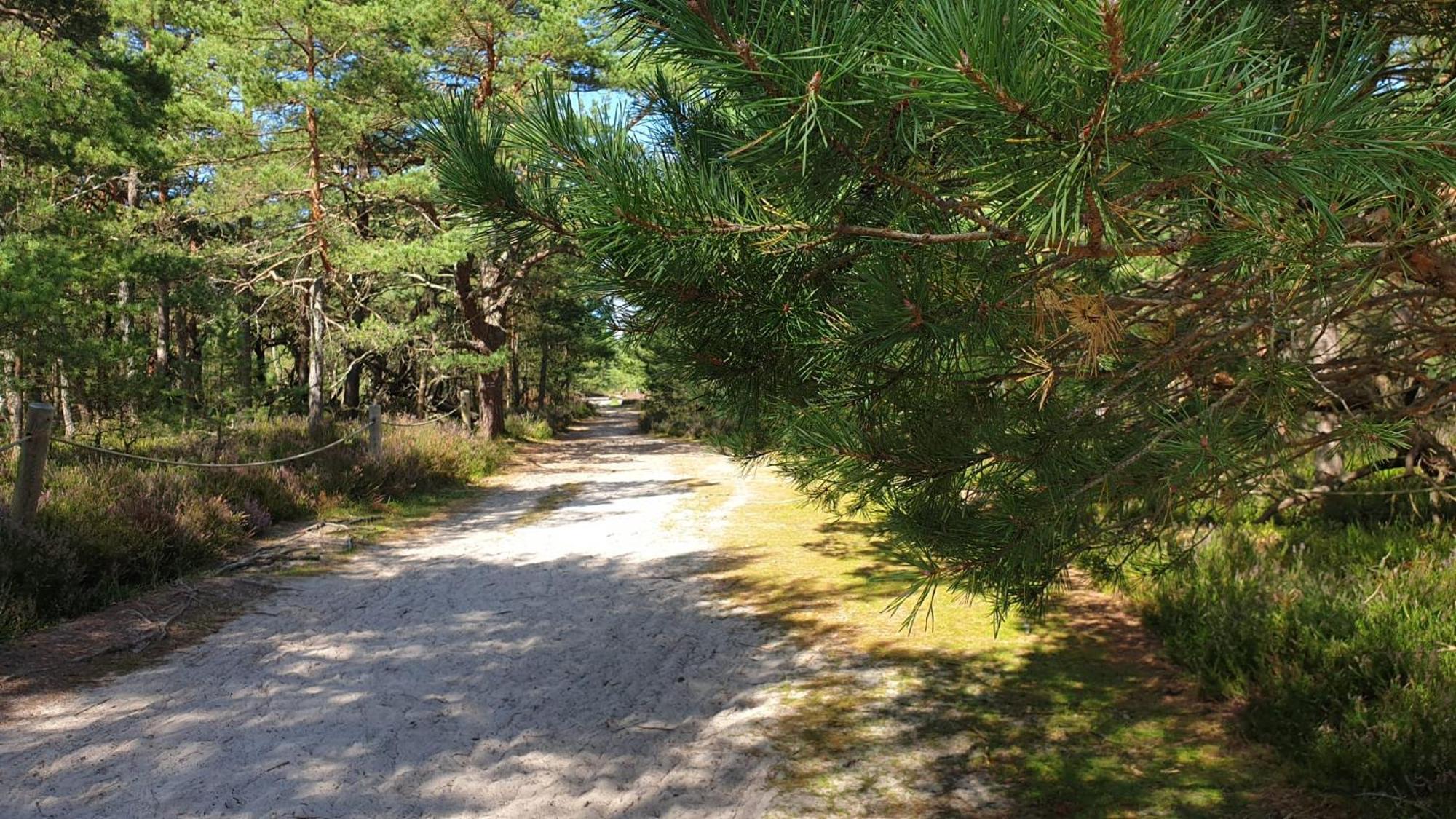 Slowinskie Widoki Domki Flora, Fauna, Noclegi Smoldzinski Las Eksteriør billede