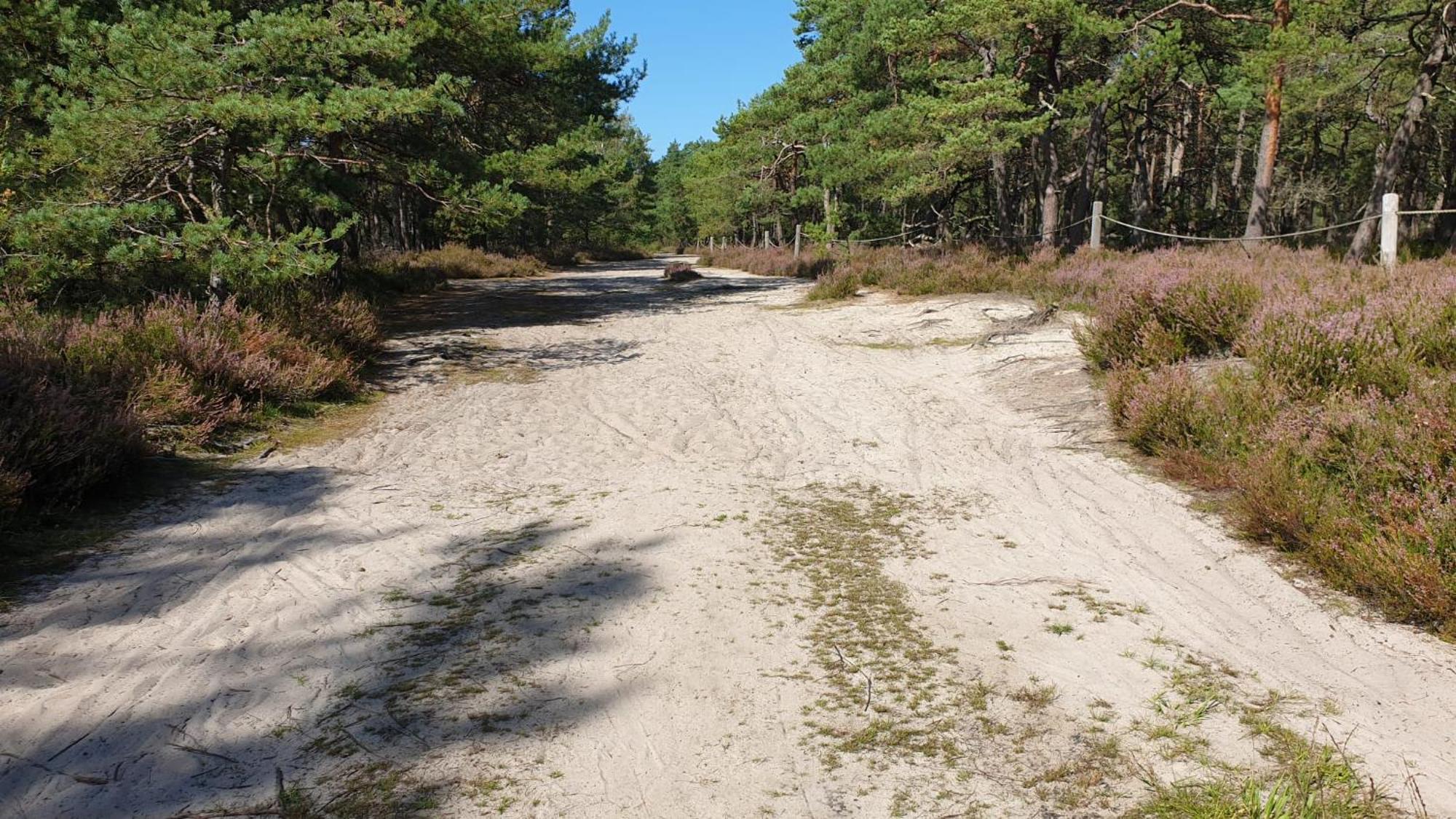Slowinskie Widoki Domki Flora, Fauna, Noclegi Smoldzinski Las Eksteriør billede